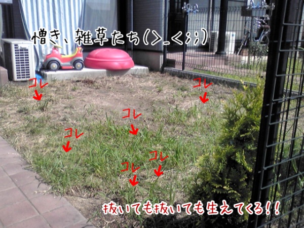 雑草