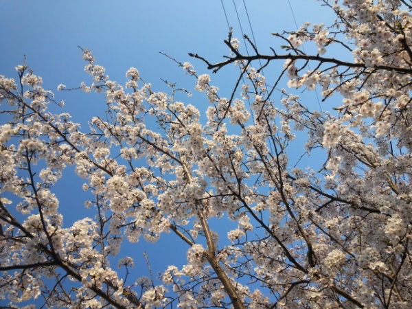 春 新生活 不安 癒やし
